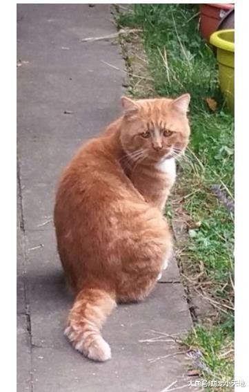 散步撞见世界最悲伤的脸， 胖橘天生衰毛，害路人看了笑翻