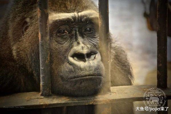 动物园关押母猩猩长达32年，环境恶劣，园主：我们把它当女儿