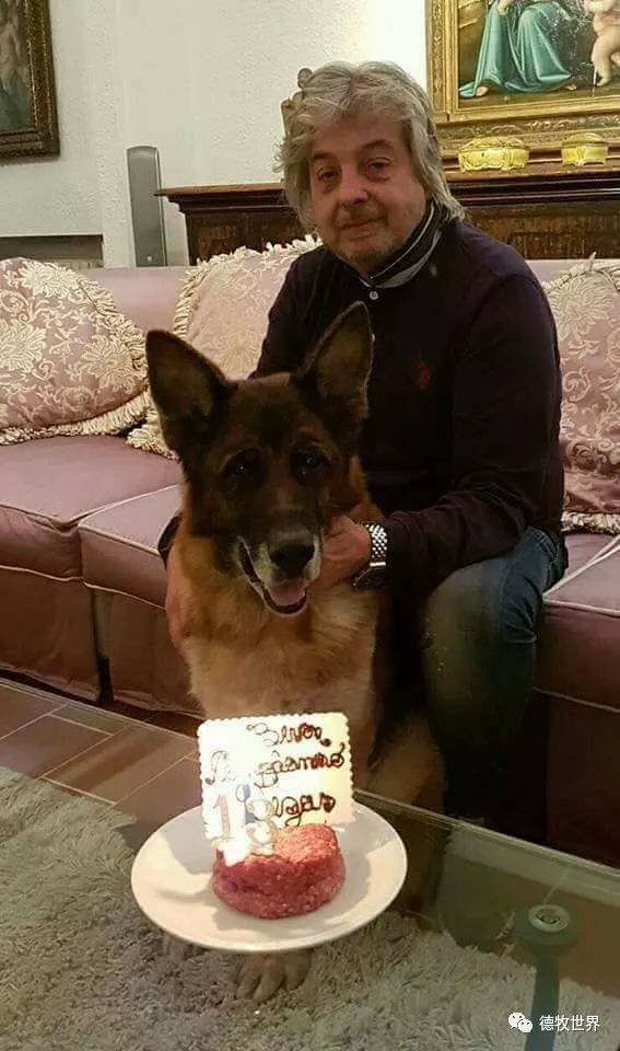 德牧传奇 狼王VA1威嘎斯VA1 Vegas du Haut Mansard