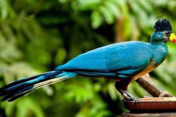 全球10大最美鸟类，大蓝蕉鹃和葵花凤头鹦鹉领衔，你都认识吗？