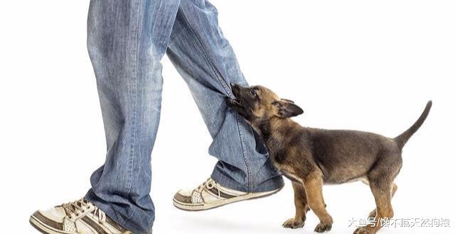 狗狗总是喜欢咬衣服？狗狗：这都怪主人没能好好满足我的需求！