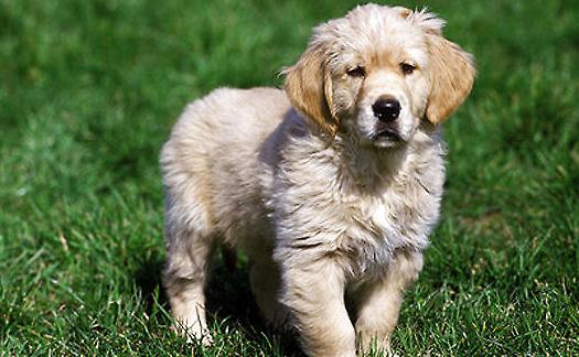 狗狗离不开主人，还是主人离不开狗狗，这难道就是分离焦虑症吗？