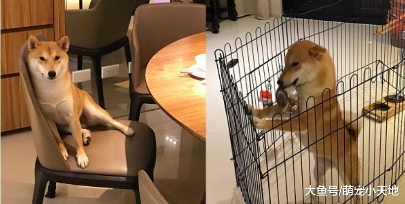 目睹飼料被偷，吃貨柴暴怒敲門尖叫隔窗起飛30秒：把飯飯還來