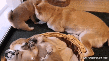 柴犬宝宝少了一只后，结果狗妈每天守在旁边，不要再抱走它了