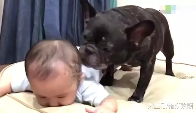 狗狗追着小宝宝亲都把他惹怒了，接下来宝宝的举动太搞笑了！