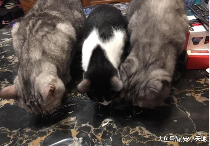 萌喵闹钟叫醒妈却被臭脚攻击, 眼神死嫌弃: 咸鱼走开