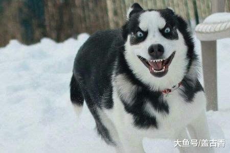 哈士奇一窝生了七个小二哈，主人心想一只2000元要赚发，数月后却表示快破产了