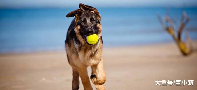 从幼犬到老年犬，狗生重要的4个阶段，喂养狗狗要注意什么？