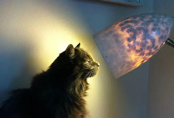 天冷了，喵星人开始寻找温暖