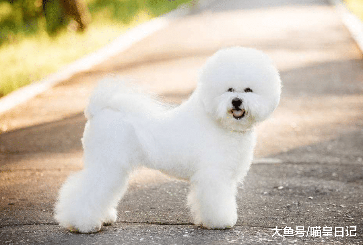 狗狗的四種小情緒，焦慮或開心，無論是哪一種都是因為主人！