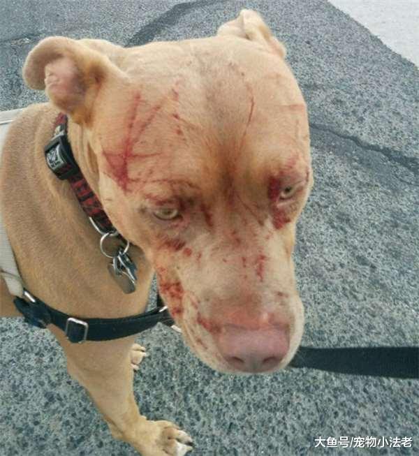 兇猛的比特犬侵占貓咪地盤，最后的畫面，讓人隔著屏幕都感覺好痛