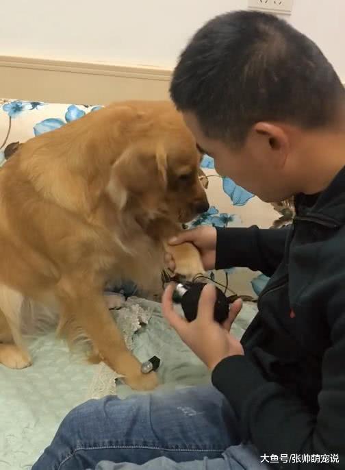 金毛爪子一股怪味，遭到主人的嫌弃，结果狗子的举动真是成精了！