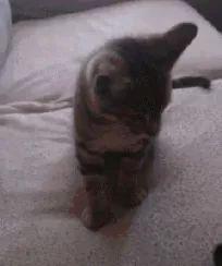 猫主子们大搞怪! 千万不要对猫竖中指, 否则…