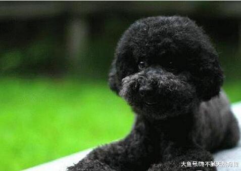 为什么大家都不太想养“黑狗”？这5点，不是人人都能接受！