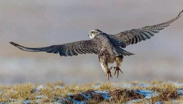 地球上10大最贵的观赏鸟, 第一高达100万美元, 土豪专属的宠物鸟