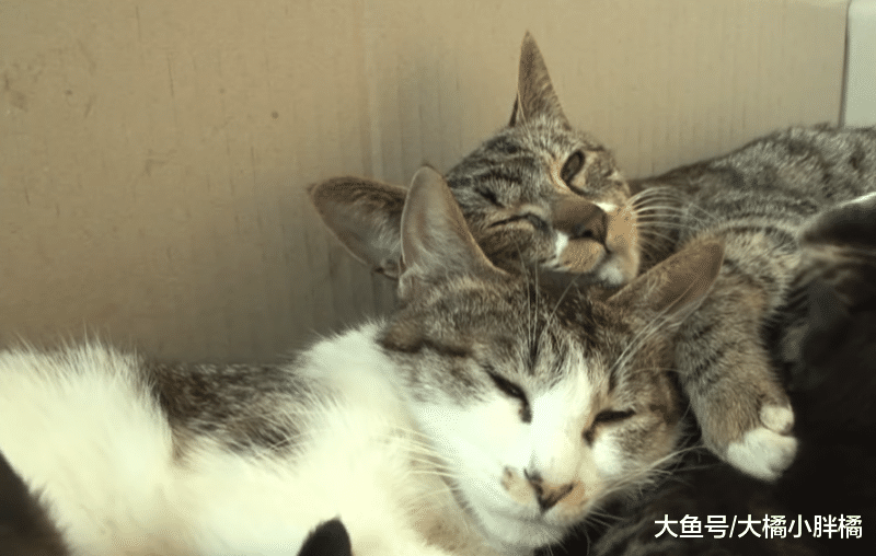 猫妈妈不想管孩子，只想着去玩，“好姐妹”一口气养了10只小猫！