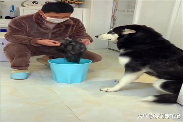 主人套不上垃圾袋，利用哈士奇的脑袋完美化解了，狗：还好我头大