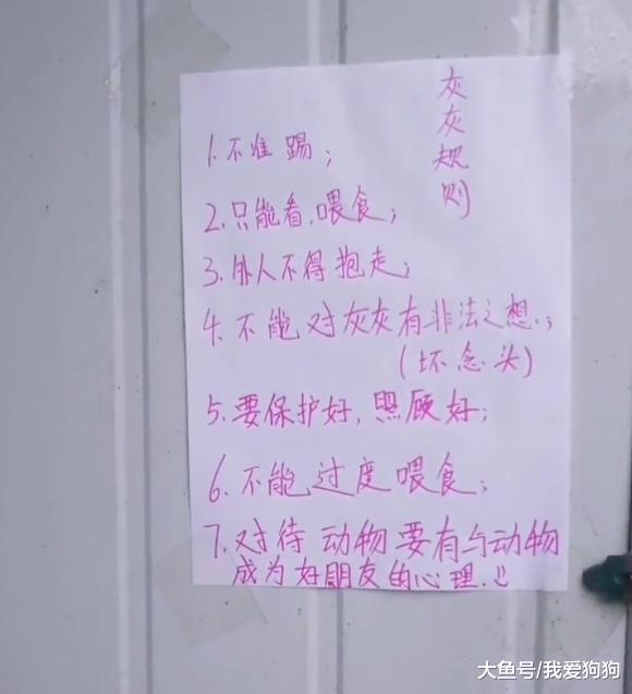 千金捡了个受伤的鸽子养着，早上上学还不放心制定个规则让我学习