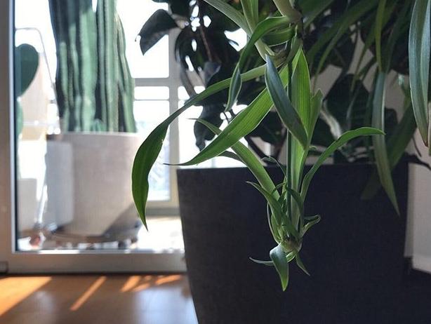 参观柯蓝现实的家，内部装修很豪华，家具都是国外进口的