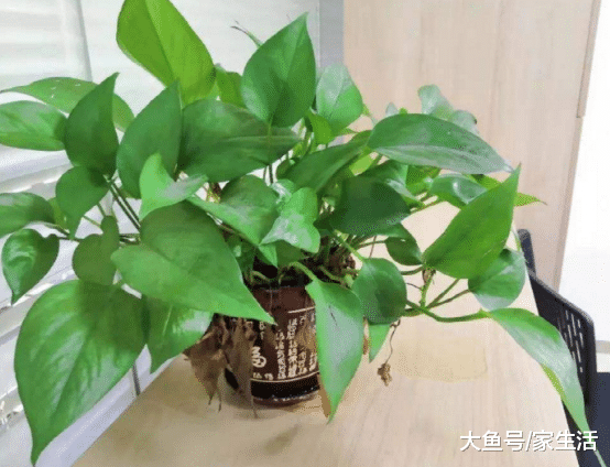 家里养绿萝，在盆底下面垫上这“玩意”，长得又快又漂亮