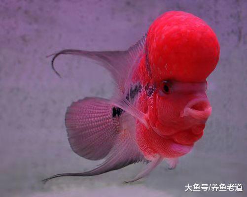 思索了很久，鱼友们碰到的所有问题，或许只有这一招才可以解决