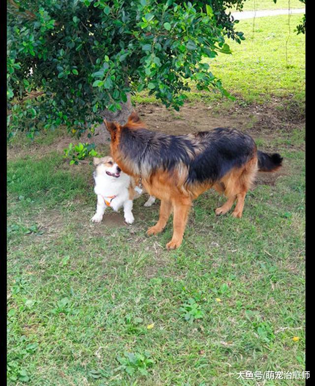 德牧見了柯基后給它舔毛，它的頭都被舔濕了，柯基：給我洗頭呢？