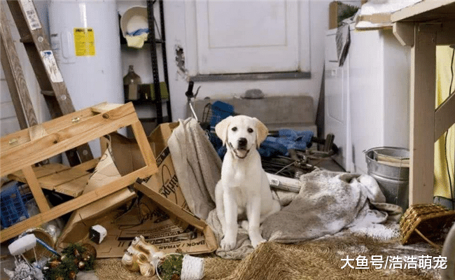 训练狗狗要从小开始, 多在这5件事上下功夫, 不然长大就不好训了