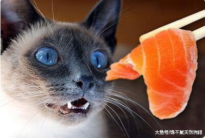 毛发不好的猫，可以吃这5种食物，毛发会更柔顺、亮泽！