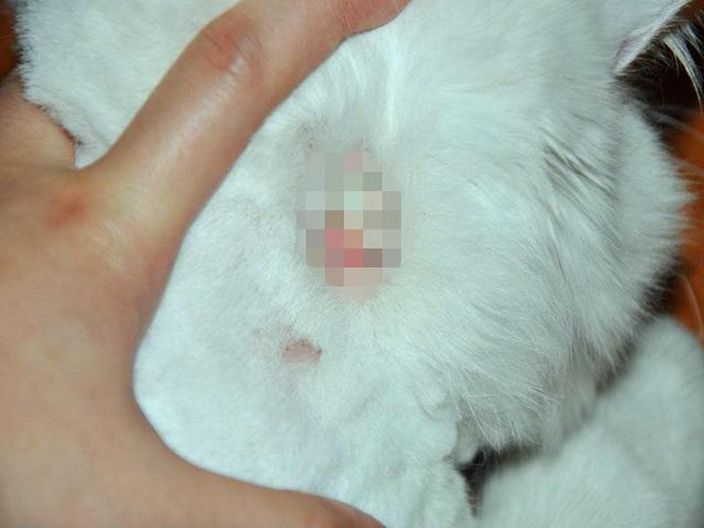皮肤病流浪猫遇到善良新主人，为其换围裙帮助猫咪恢复皮肤健康！