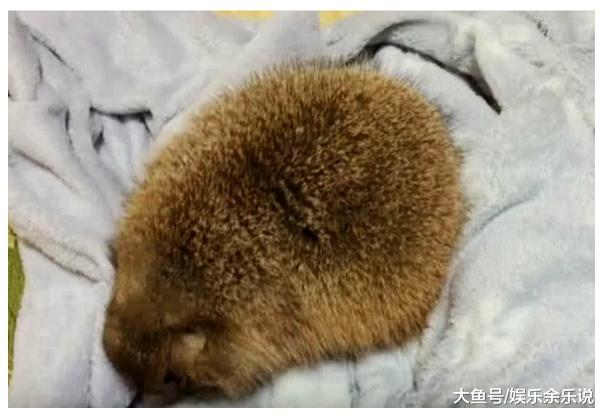 男子骚扰土拨鼠睡觉，土拨鼠当场发飙，下一秒男子肠子都悔青了