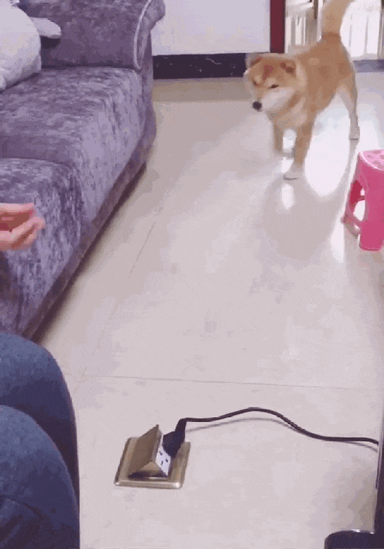 柴犬被地插电嘴, 主人假装手也被电, 狗子的举动暖心了……