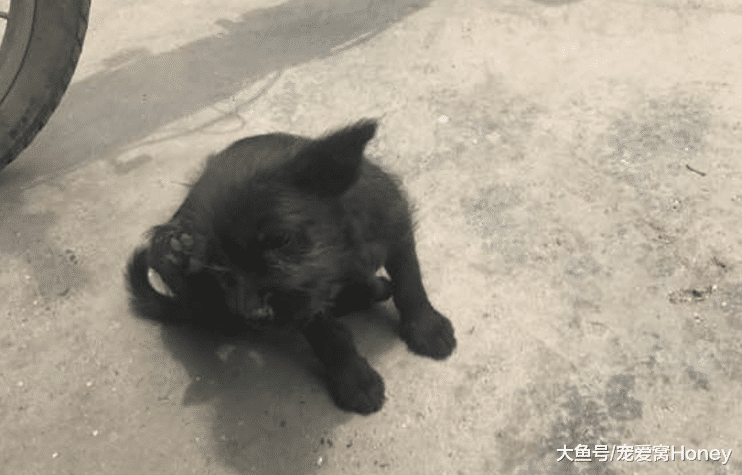 土狗旺旺，下輩子別再做土狗了！