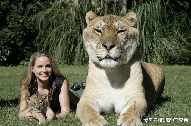 世界上存在比狮子老虎都厉害的猫科动物吗？网友说可能是它