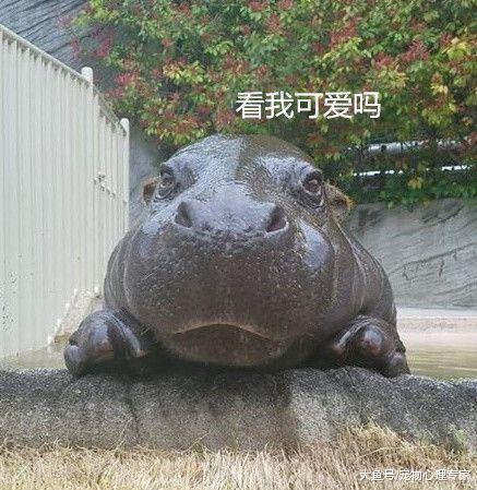 逛动物园时，碰见一只会来事的河马，使游客不得不停下脚步