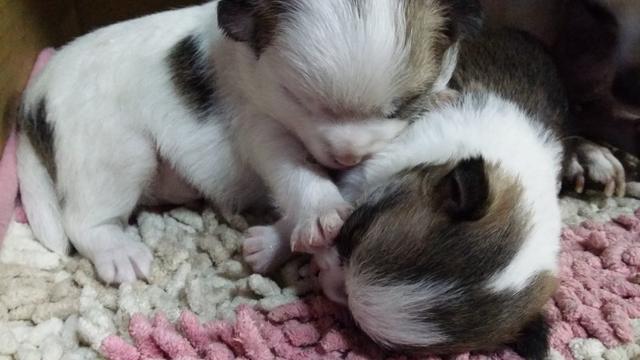 吉娃娃被奶奶养成柯基，狗狗每天三餐加夜宵，网友：简直是迷你猪