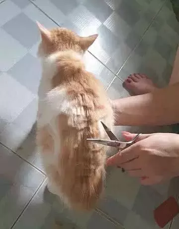 女孩不顾橘猫反对强行理发, 10分钟后, 橘猫: 你是“魔鬼”吗!