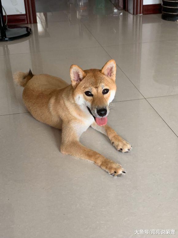 柴犬看到网友手里有好吃的，它一下就跳起来了，还差点摔倒