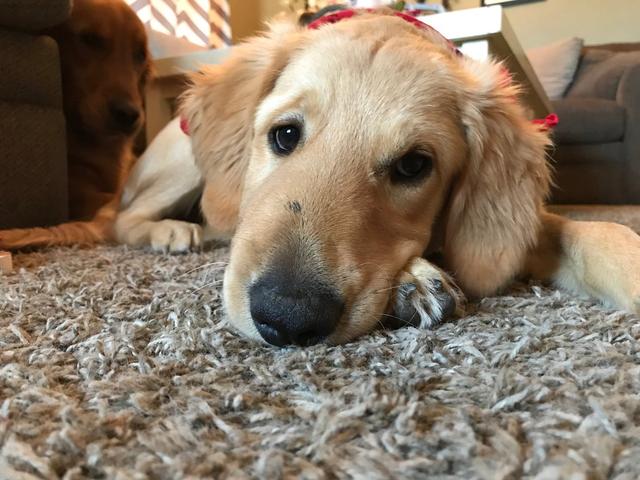 带狗狗去绝育了，为什么它依旧会在家里做标记，是不是没有切干净