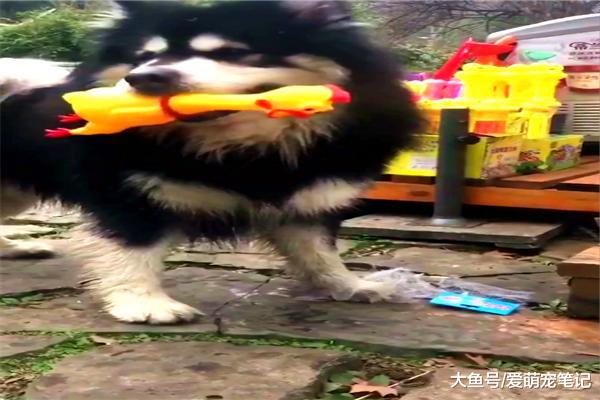 阿拉恐高晕水，过河时只能匍匐前进，上演了现实版的摸着石头过河