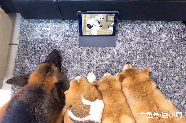 拒绝成为落汤狗，一到下雨天柴犬们开启追剧模式，宅在家里看动漫