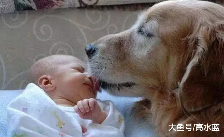 妈妈让金毛照顾小婴儿, 结果打开门看到这画面, 妈妈瞬间暖哭了