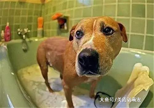 狗狗舔你的脸是表达爱意？错！原来我们误解它们了