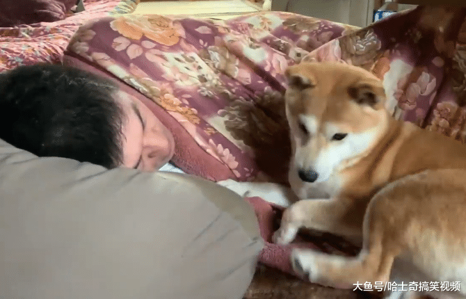 柴犬从小爱跟“爸爸”睡，主人养了猫咪后，结果它就悲剧了