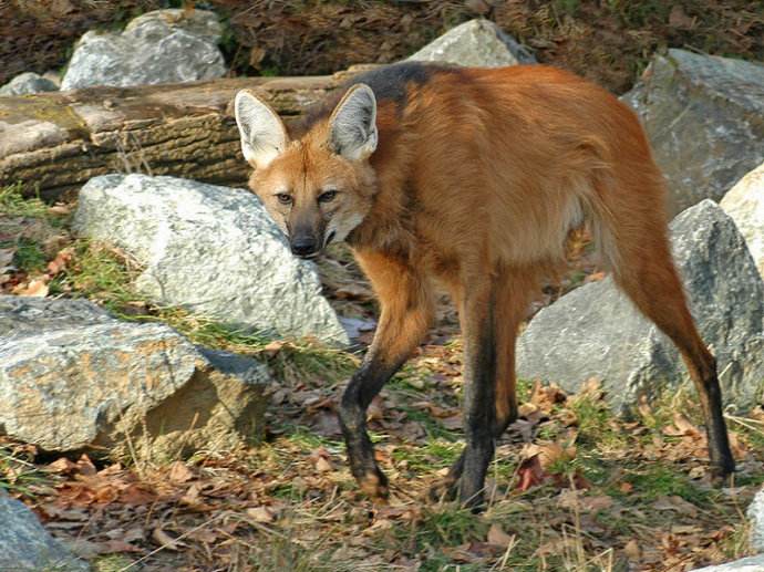 地球5种相貌出奇的物种，其中3种面临着灭绝