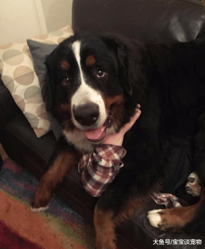 养一只大狗是怎样的体验？10张图告诉你答案