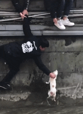 流浪狗落入河道，眾人圍觀施救，好心人的舉動暖心了……