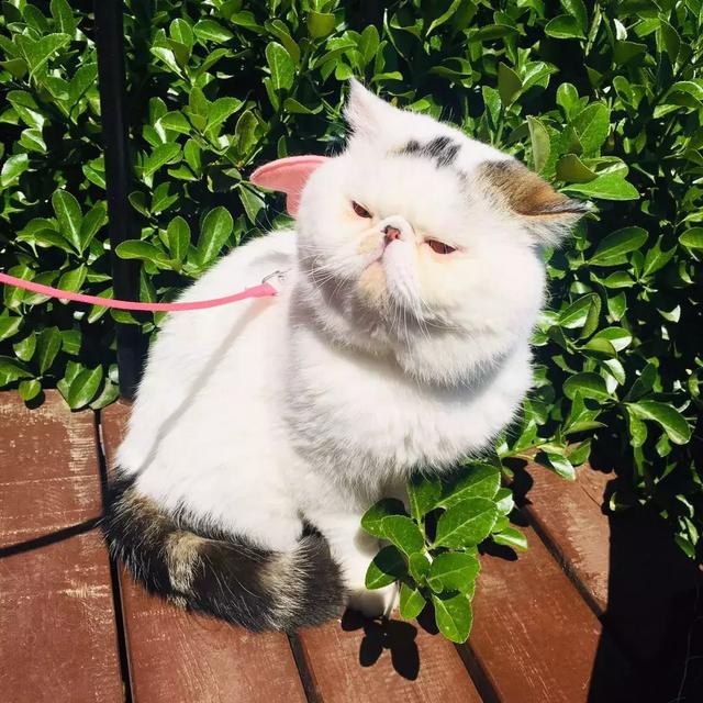 加菲猫每次出游都迷倒女孩子，被剃毛后自卑又低落，你说怎么办