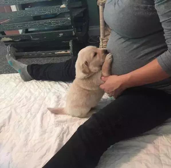 辟谣! 养宠的最大谣言之一, 怀孕的妈妈不能养宠物?