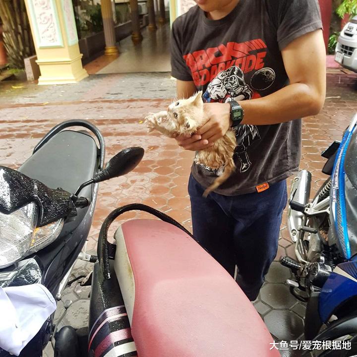 小奶猫雨天被困下水道，越钻越深，小伙不嫌脏爬进管道将其救出