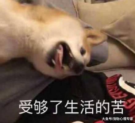 男子发觉身后有道视线，转身一看没绷住：这货谁吸得动？